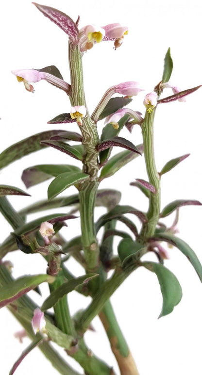 Monadenium montanum var. rubellum - Caudexpflanze