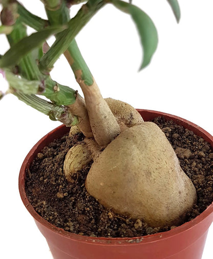 Monadenium montanum var. rubellum - Caudexpflanze