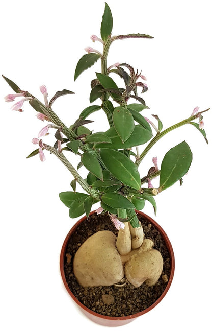 Monadenium montanum var. rubellum - Caudexpflanze