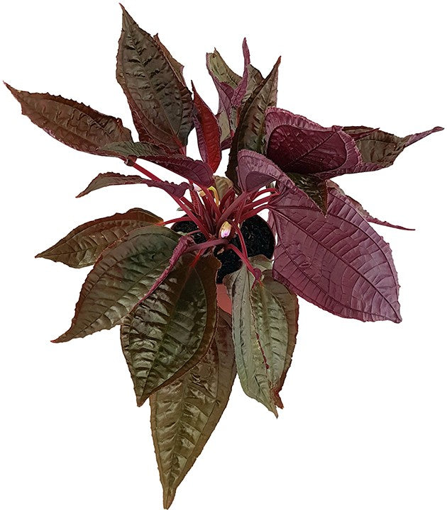 Monolena primulifolia &quot;Midnight Glory&quot; - Ameisenpflanze