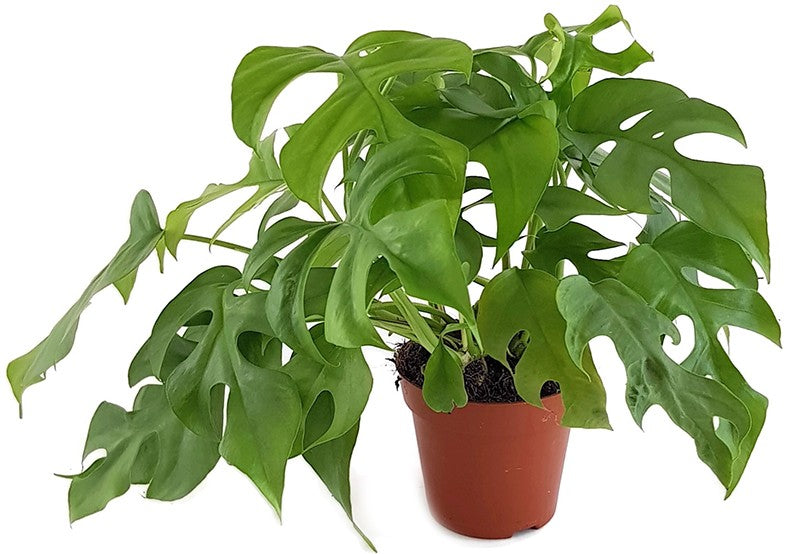 Monstera Minima - kleines Fensterblatt