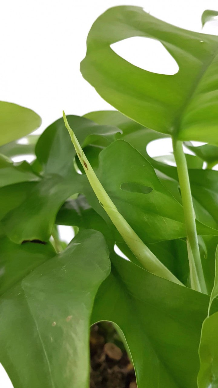 Monstera Minima - kleines Fensterblatt