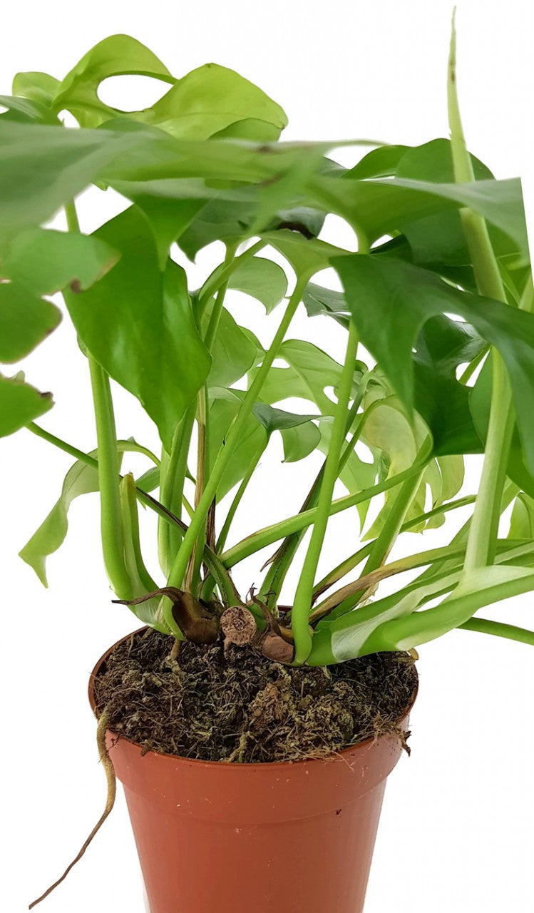 Monstera Minima