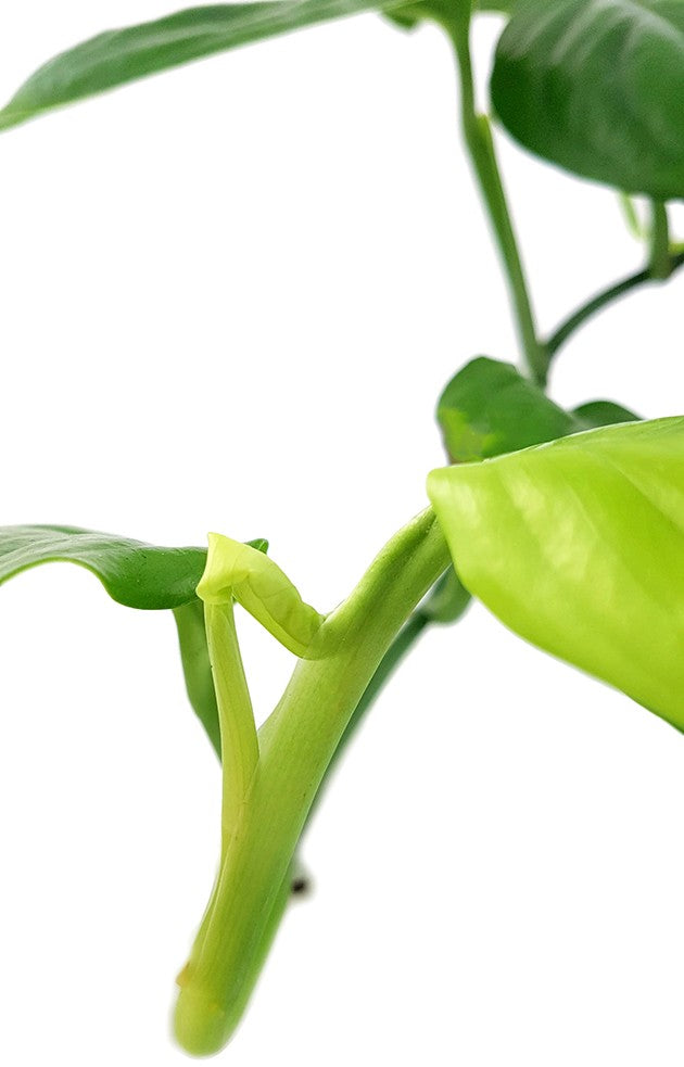 Monstera &quot;Friedrichsthalii&quot; - grünes Fensterblatt