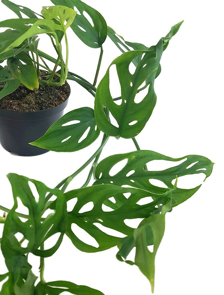 Monstera adansonii &quot;long&quot; - schiefes Fensterblatt