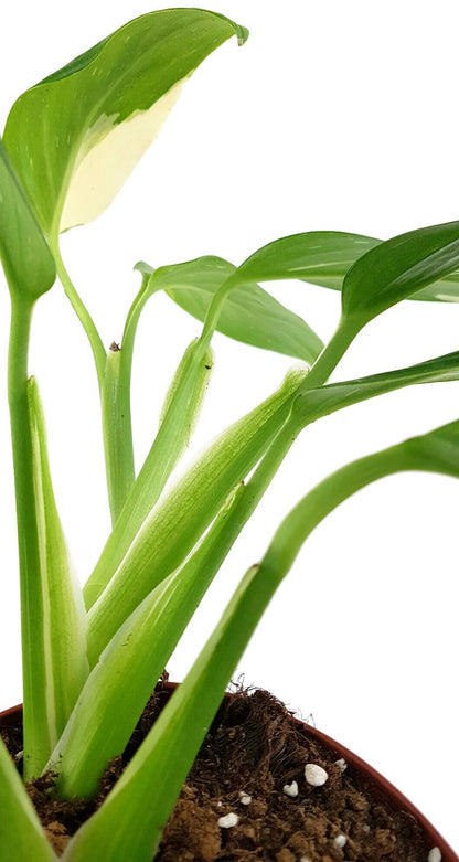 Monstera Standleyana &quot;Albo Variegata&quot; - panaschiertes Fensterblatt