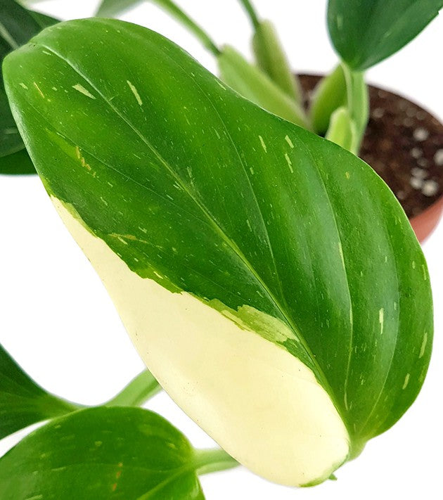 Monstera Standleyana &quot;Albo Variegata&quot; - panaschiertes Fensterblatt