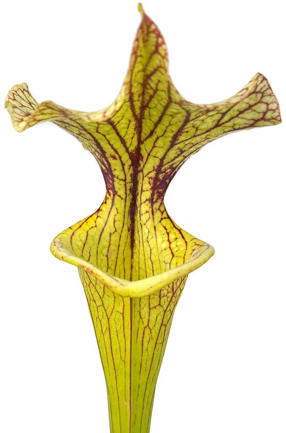 Sarracenia X Moorei "Black Veins"