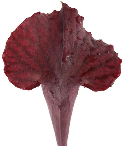 Sarracenia Moorei &quot;Dark Red&quot;