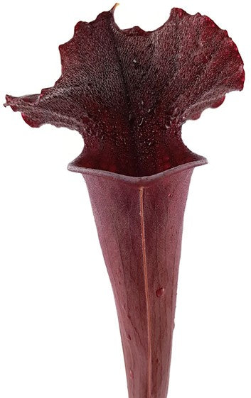 Sarracenia Moorei &quot;Dark Red&quot;