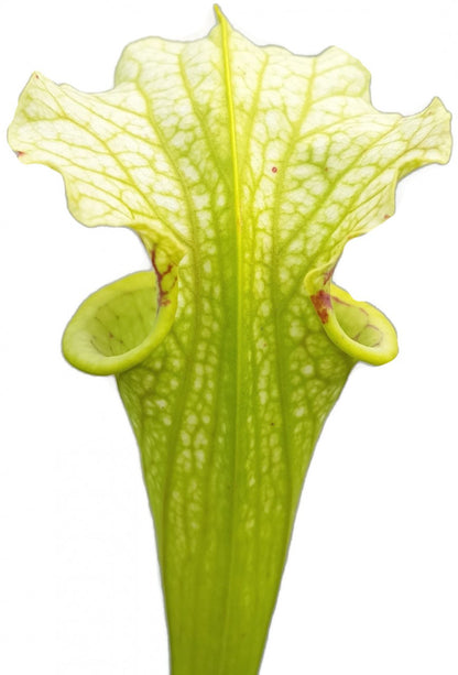 Sarracenia X Moorei &quot;Green &amp; White&quot;