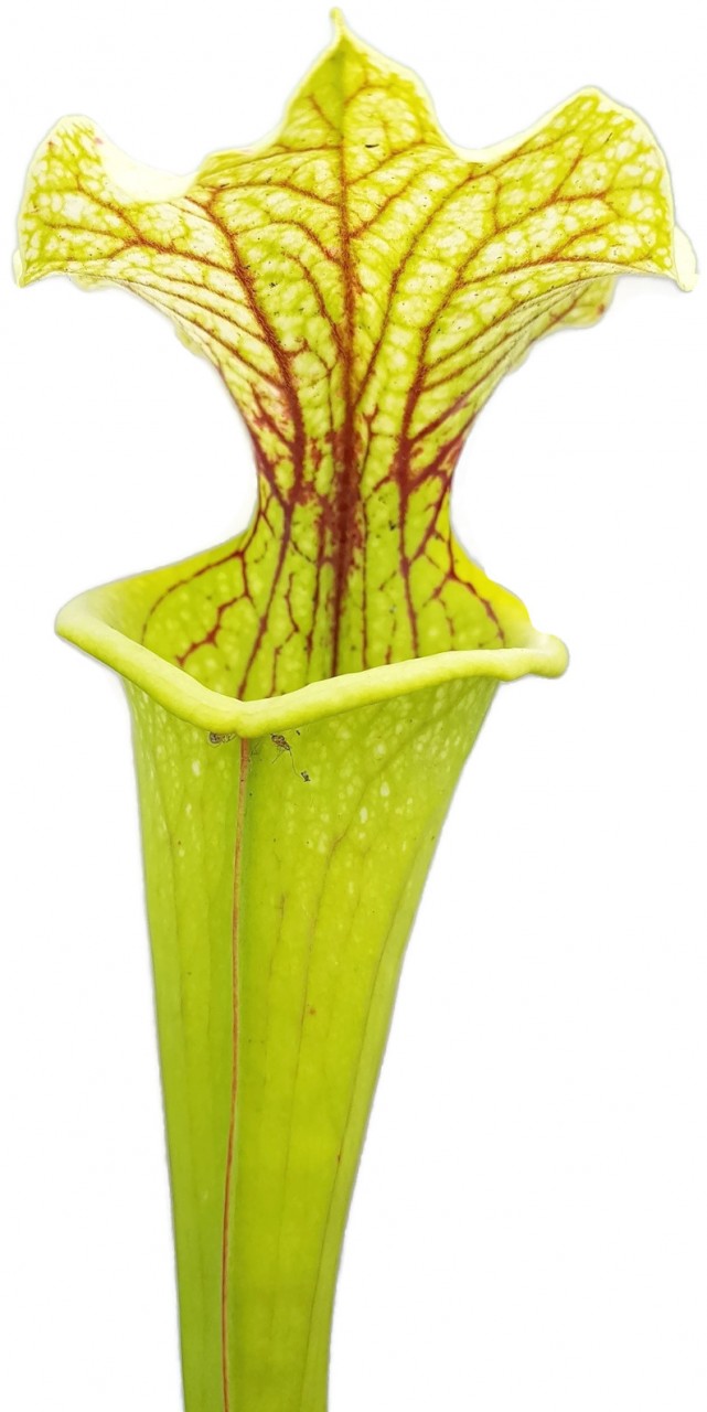 Sarracenia X Moorei "Green & White"