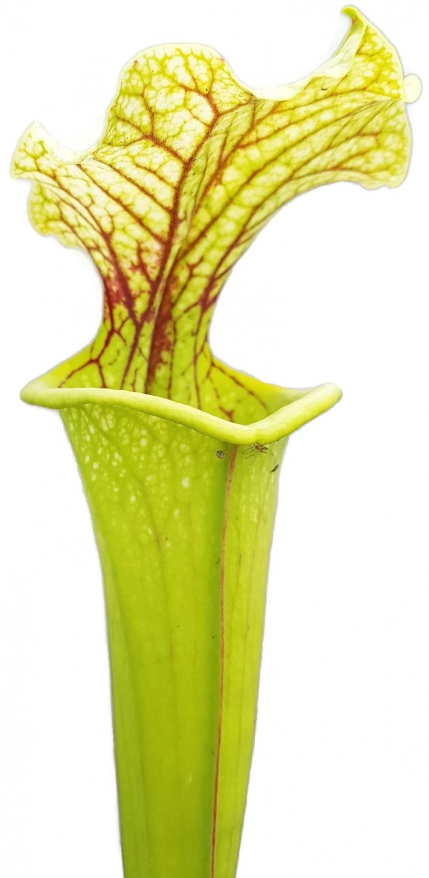 Sarracenia X Moorei "Green & White"