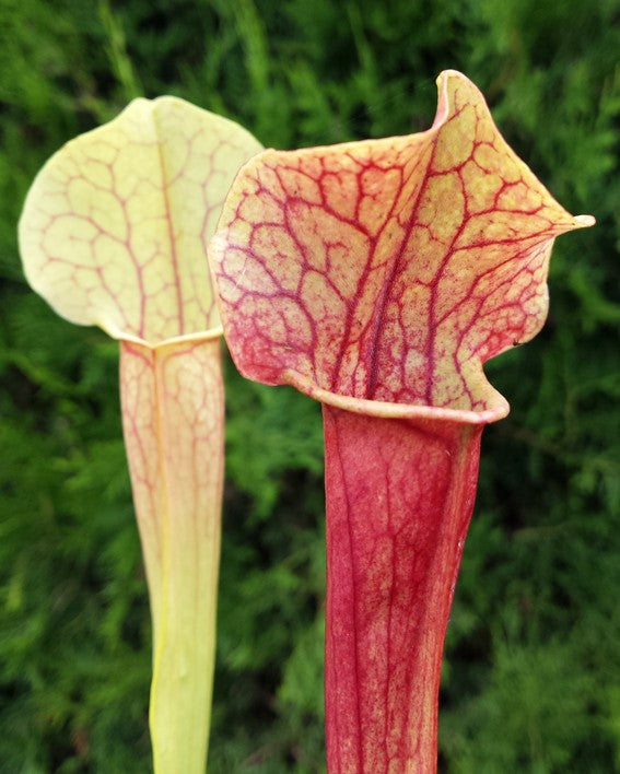 Sarracenia Moorei X Mitchelliana