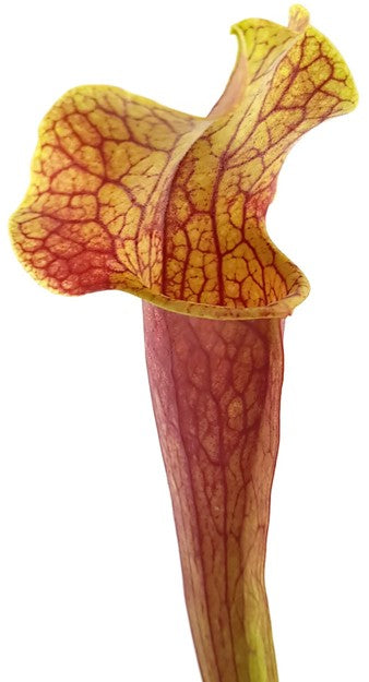 Sarracenia Moorei X Mitchelliana