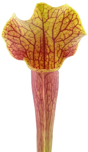 Sarracenia Moorei X Mitchelliana