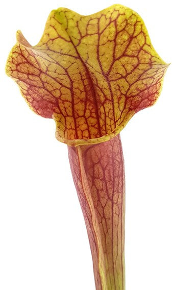 Sarracenia Moorei X Mitchelliana