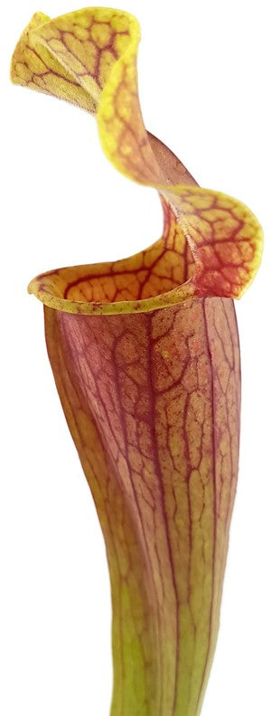 Sarracenia Moorei X Mitchelliana