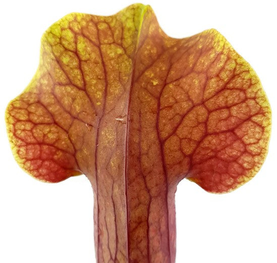 Sarracenia Moorei X Mitchelliana