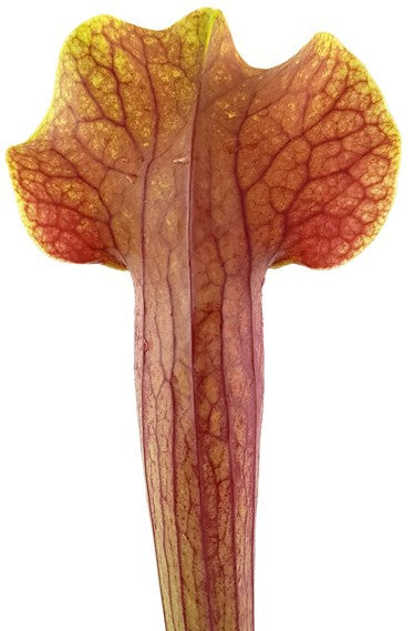 Sarracenia Moorei X Mitchelliana