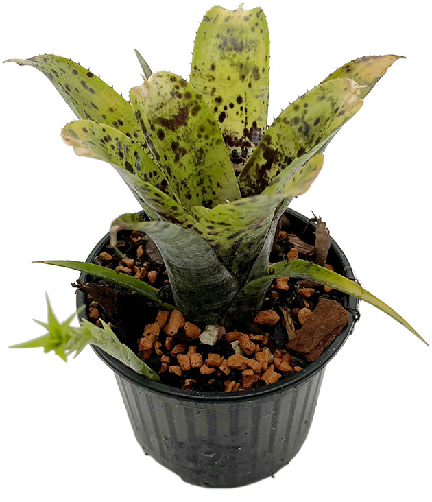 Neoregelia pauciflora - exotische Bromelie