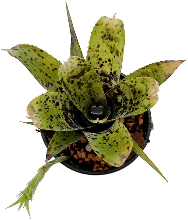 Neoregelia pauciflora - exotische Bromelie