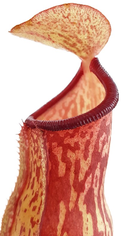 Nepenthes Gaya (khasiana x (ventricosa x maxima))