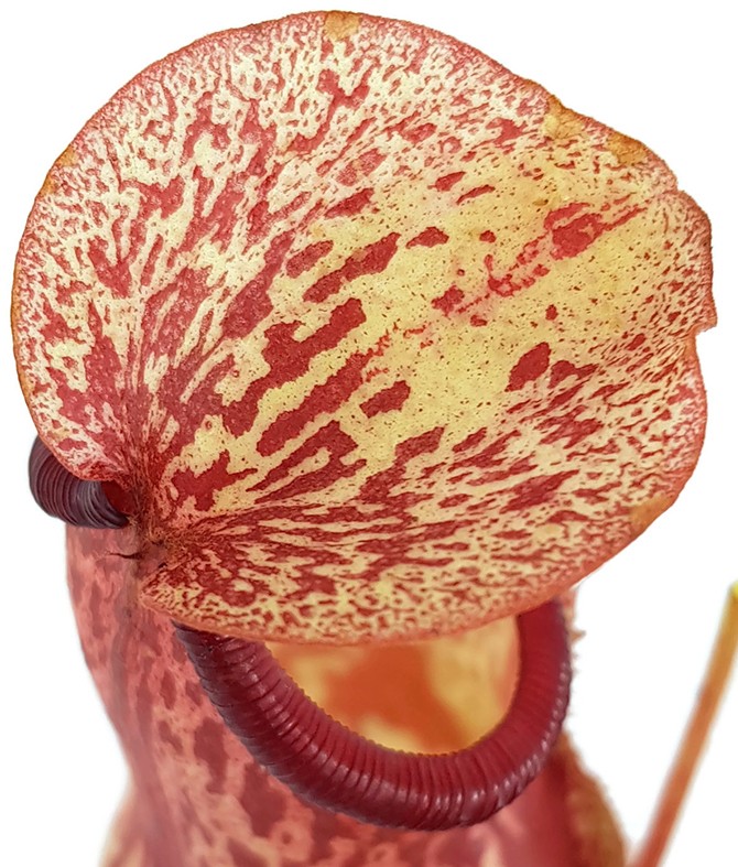 Nepenthes Gaya (khasiana x (ventricosa x maxima))