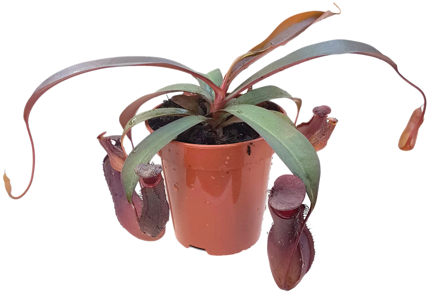 Nepenthes Set "Feed Me!" - für Beginner