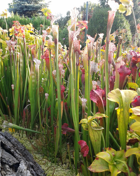 Sarracenia-Set &quot;Nimmersatt&quot;