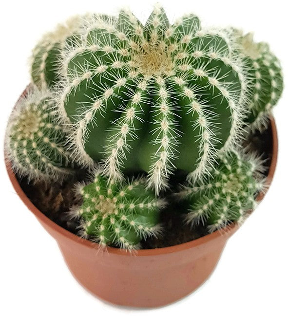 Notocactus magnificus (Parodia) - Sukkulente