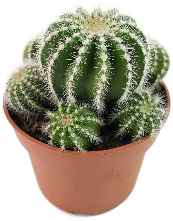 Notocactus magnificus (Parodia) - Sukkulente