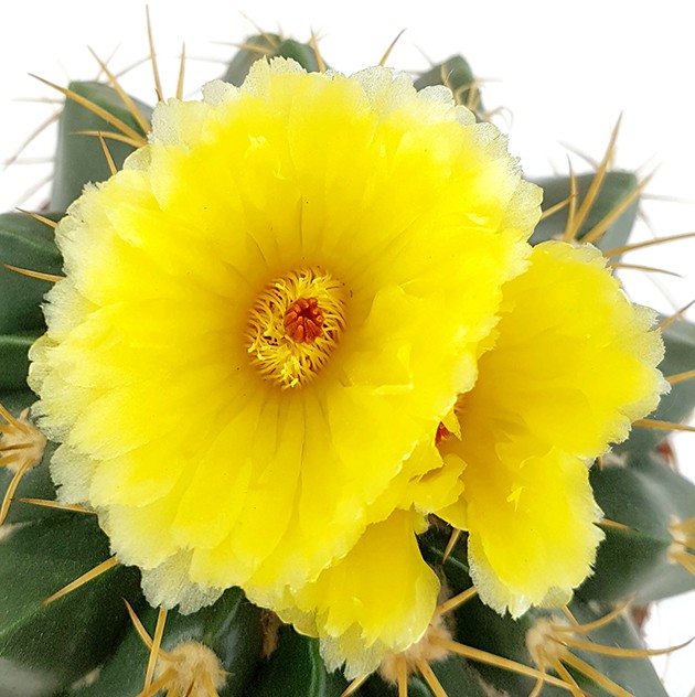 Notocactus erinaceus (Parodia) - exotischer Kaktus