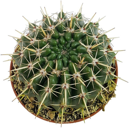 Notocactus submammulosus (Parodia) - Kaktus