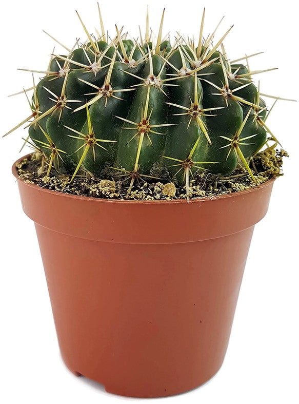 Notocactus submammulosus (Parodia) - Kaktus