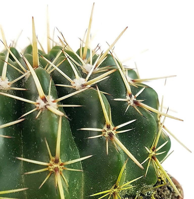 Notocactus submammulosus (Parodia) - Kaktus