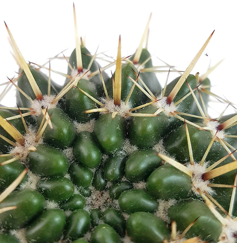 Notocactus submammulosus (Parodia) - Kaktus