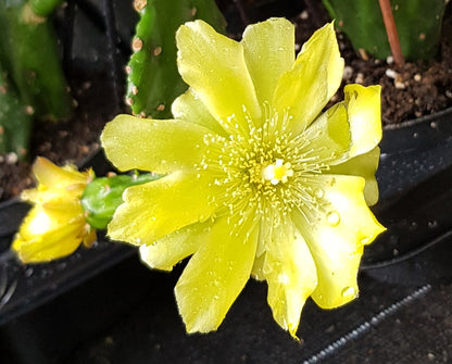 Opuntia Jamaicensis - Gliederkaktus