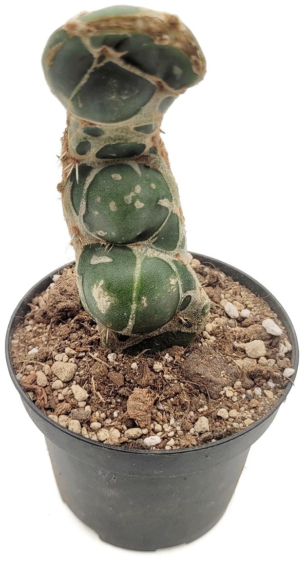 Opuntia reticulata &quot;Cobra&quot; - exotischer Kaktus