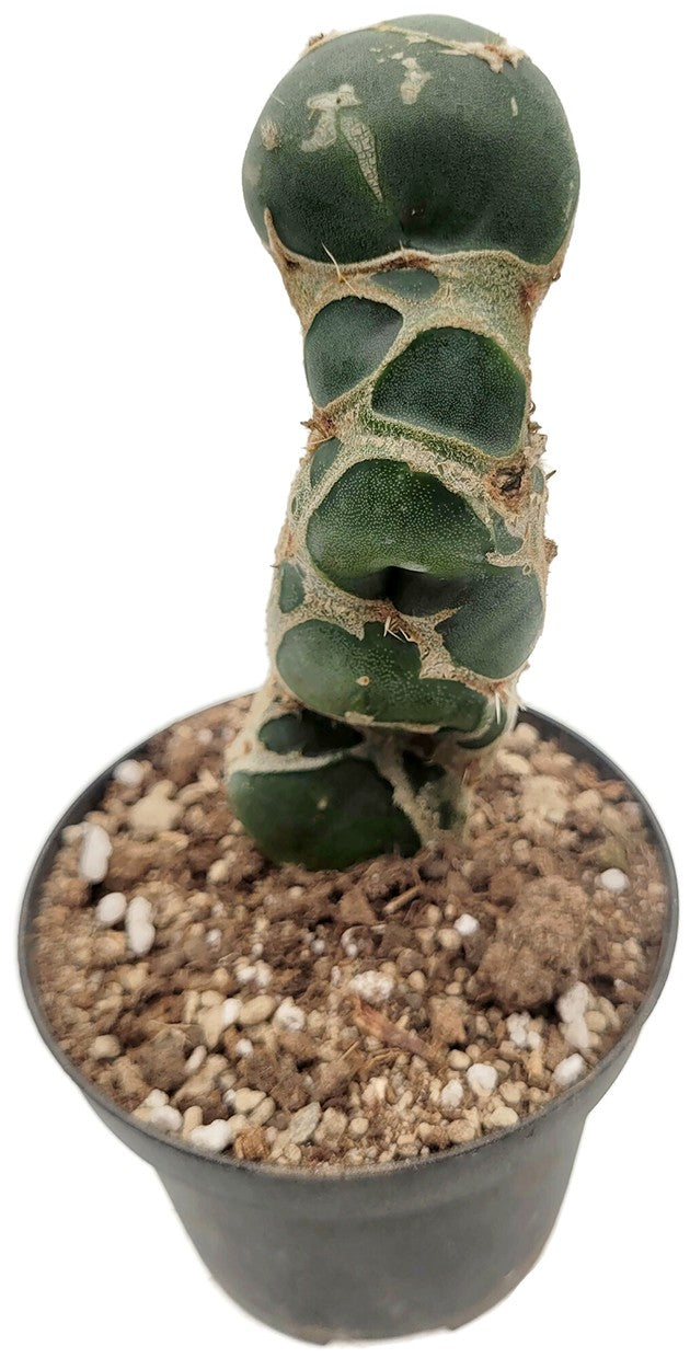 Opuntia reticulata "Cobra" - exotischer Kaktus