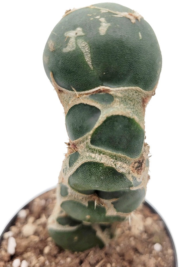Opuntia reticulata "Cobra" - exotischer Kaktus
