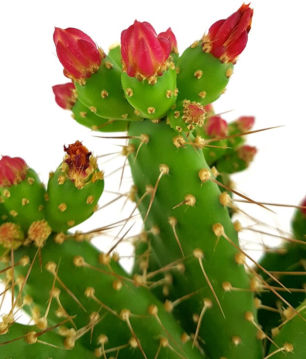 Opuntia quitensis - blühfreudiger Feigenkaktus