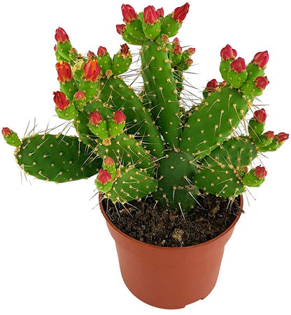 Opuntia quitensis - blühfreudiger Feigenkaktus