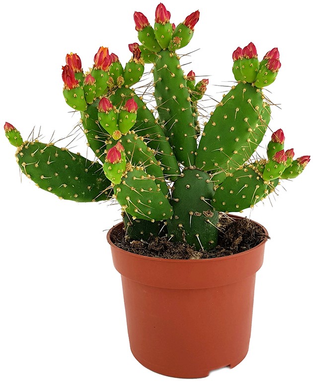 Opuntia quitensis - blühfreudiger Feigenkaktus