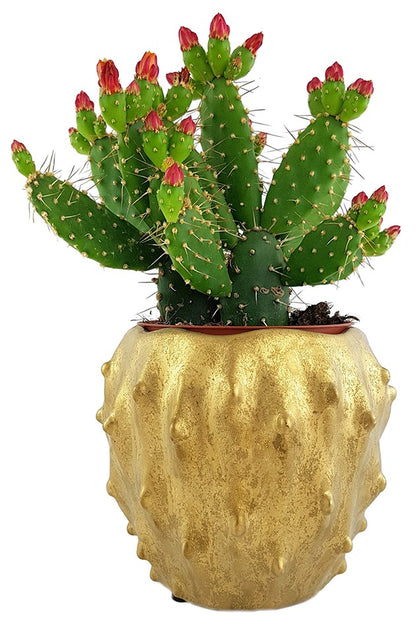 Opuntia quitensis - blühfreudiger Feigenkaktus