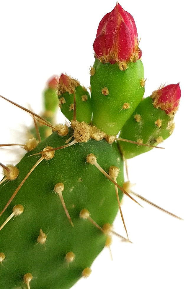 Opuntia quitensis - blühfreudiger Feigenkaktus