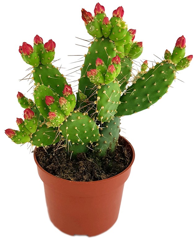 Opuntia quitensis - blühfreudiger Feigenkaktus