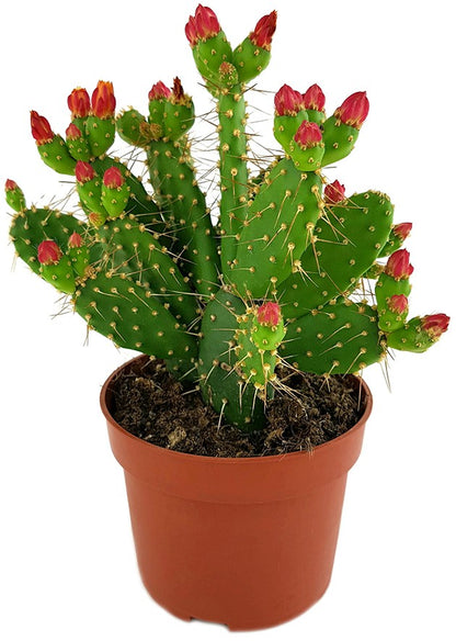 Opuntia quitensis - blühfreudiger Feigenkaktus