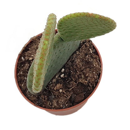 Opuntia microdasys inermis - Hasenohren Kaktus