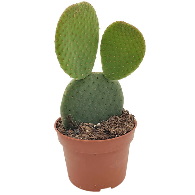 Opuntia microdasys inermis - Hasenohren Kaktus